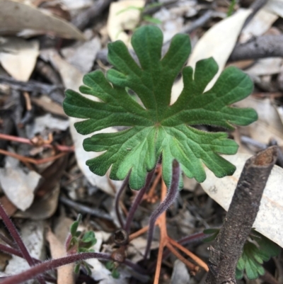 Geranium (genus) (Geranium) at Hughes, ACT - 15 Mar 2020 by KL