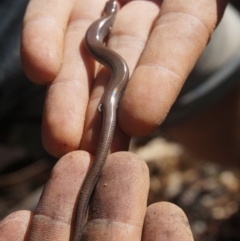 Hemiergis talbingoensis (Three-toed Skink) at Yarralumla, ACT - 14 Mar 2020 by aliboogy