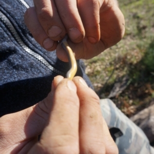 Hemiergis talbingoensis at Yarralumla, ACT - 15 Mar 2020