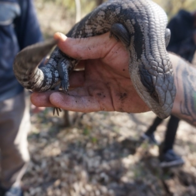 Tiliqua scincoides scincoides (Eastern Blue-tongue) at Yarralumla, ACT - 15 Mar 2020 by aliboogy