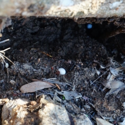 Christinus marmoratus (Southern Marbled Gecko) at Yarralumla, ACT - 14 Mar 2020 by aliboogy