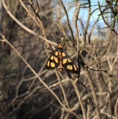 Amata (genus) (Handmaiden Moth) at P11 - 14 Mar 2020 by MargL