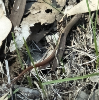 Morethia boulengeri (Boulenger's Skink) at Yarralumla, ACT - 14 Mar 2020 by aliboogy