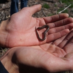 Hemiergis talbingoensis (Three-toed Skink) at Stirling Park - 15 Mar 2020 by aliboogy