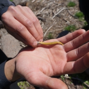 Hemiergis talbingoensis at Yarralumla, ACT - 15 Mar 2020