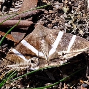 Grammodes oculicola at Denman Prospect, ACT - 15 Mar 2020