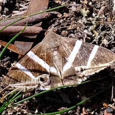 Grammodes oculicola (Small-eyed Box-Owlet) at Denman Prospect, ACT - 15 Mar 2020 by Kurt