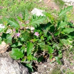 Solanum cinereum (Narrawa Burr) at Denman Prospect, ACT - 15 Mar 2020 by Kurt