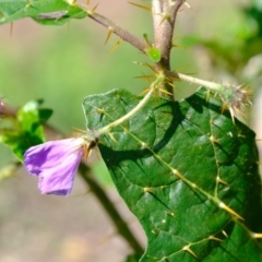 Solanum cinereum at Denman Prospect, ACT - 15 Mar 2020