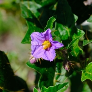 Solanum cinereum at Denman Prospect, ACT - 15 Mar 2020