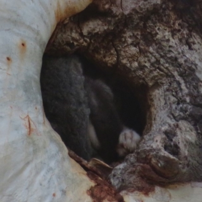 Pseudocheirus peregrinus (Common Ringtail Possum) at Hackett, ACT - 15 Mar 2020 by Christine