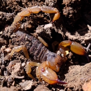 Urodacus manicatus at Denman Prospect, ACT - 15 Mar 2020 12:17 PM