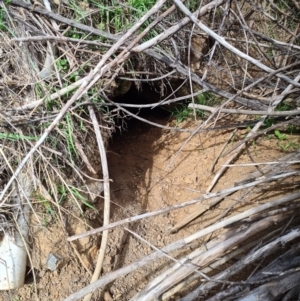 Vombatus ursinus at Molonglo River Reserve - 15 Mar 2020 12:35 PM