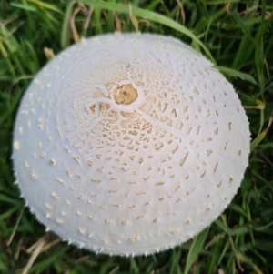 Macrolepiota dolichaula at Molonglo River Reserve - 15 Mar 2020