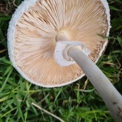 Macrolepiota dolichaula at Molonglo River Reserve - 15 Mar 2020