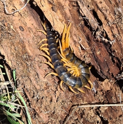 Scolopendra sp. (genus) (Centipede) at Coombs, ACT - 15 Mar 2020 by AaronClausen