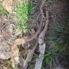 Unidentified Snake at Molonglo River Reserve - 15 Mar 2020 by AaronClausen