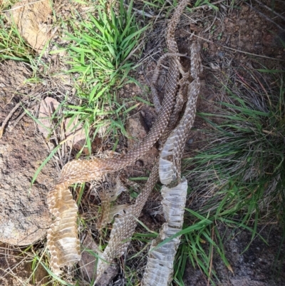 Unidentified Snake at Molonglo River Reserve - 15 Mar 2020 by AaronClausen