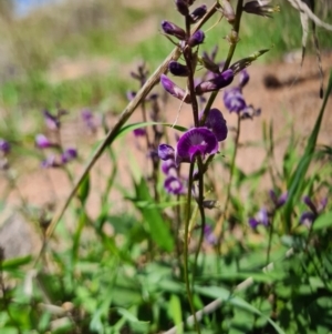 Glycine tabacina at Coombs, ACT - 15 Mar 2020