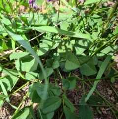 Glycine tabacina at Coombs, ACT - 15 Mar 2020