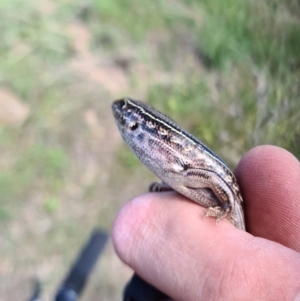 Ctenotus robustus at Coombs, ACT - 15 Mar 2020