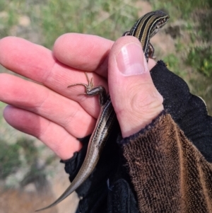 Ctenotus robustus at Coombs, ACT - 15 Mar 2020 12:09 PM