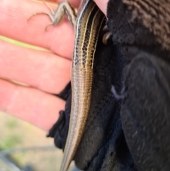 Ctenotus robustus at Coombs, ACT - 15 Mar 2020