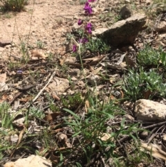 Swainsona recta (Small Purple Pea) at Royalla, NSW - 14 Mar 2020 by BruceG