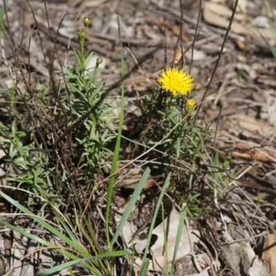 Rutidosis leptorhynchoides (Button Wrinklewort) at Yarralumla, ACT - 15 Mar 2020 by aliboogy