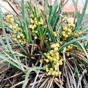 Lomandra filiformis subsp. coriacea at Hackett, ACT - 15 Mar 2020 12:00 AM