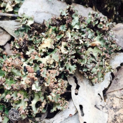 Heterodea sp. (A lichen) at Hackett, ACT - 14 Mar 2020 by RWPurdie