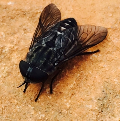 Tabanidae (family) (Unidentified march or horse fly) at Hackett, ACT - 15 Mar 2020 by RWPurdie