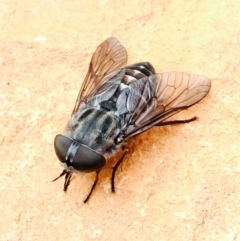 Tabanidae (family) at Hackett, ACT - 15 Mar 2020