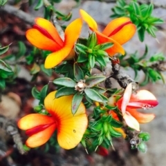 Pultenaea procumbens (Bush Pea) at Hackett, ACT - 14 Mar 2020 by RWPurdie