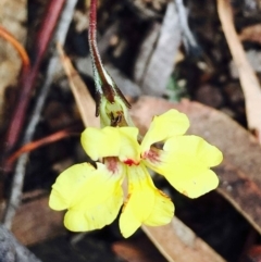 Goodenia hederacea subsp. hederacea (Ivy Goodenia, Forest Goodenia) at Hackett, ACT - 15 Mar 2020 by RWPurdie