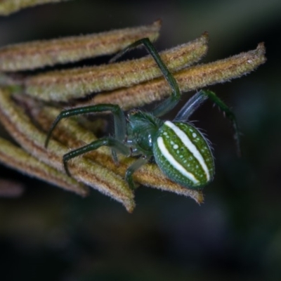 Araneus ginninderranus (Dondale's Orb-weaver) at Bruce, ACT - 13 Feb 2016 by Bron