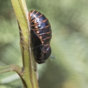 Jalmenus ictinus at Hackett, ACT - 13 Mar 2020