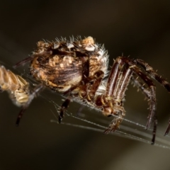 Backobourkia sp. (genus) (An orb weaver) at Bruce, ACT - 13 Feb 2016 by Bron