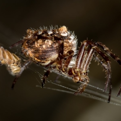 Backobourkia sp. (genus) (An orb weaver) at Bruce, ACT - 13 Feb 2016 by Bron