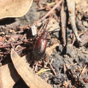 Lagriini sp. (tribe) at Hackett, ACT - 13 Mar 2020