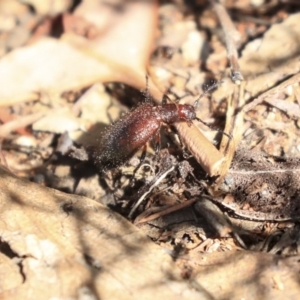 Lagriini sp. (tribe) at Hackett, ACT - 13 Mar 2020