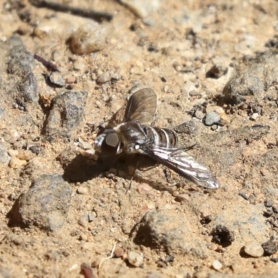 Villa sp. (genus) (Unidentified Villa bee fly) at Acton, ACT - 13 Mar 2020 by AlisonMilton