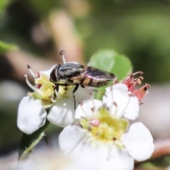 Stomorhina sp. (genus) (Snout fly) at Acton, ACT - 13 Mar 2020 by AlisonMilton