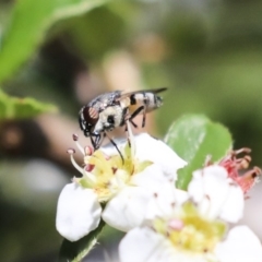 Stomorhina sp. (genus) at Acton, ACT - 13 Mar 2020