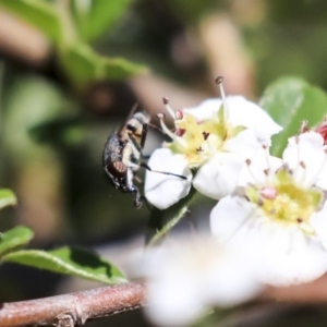 Stomorhina sp. (genus) at Acton, ACT - 13 Mar 2020