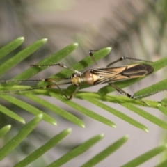 Rayieria acaciae (Acacia-spotting bug) at Hackett, ACT - 13 Mar 2020 by AlisonMilton