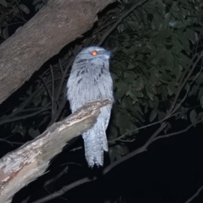 Podargus strigoides (Tawny Frogmouth) at Mystery Bay, NSW - 8 Mar 2020 by HelenCross