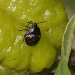 Monteithiella humeralis (Pittosporum shield bug) at ANBG - 13 Mar 2020 by AlisonMilton