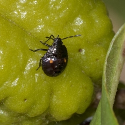 Monteithiella humeralis (Pittosporum shield bug) at ANBG - 13 Mar 2020 by AlisonMilton