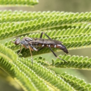 Ectinorhynchus sp. (genus) at Acton, ACT - 13 Mar 2020 12:14 PM